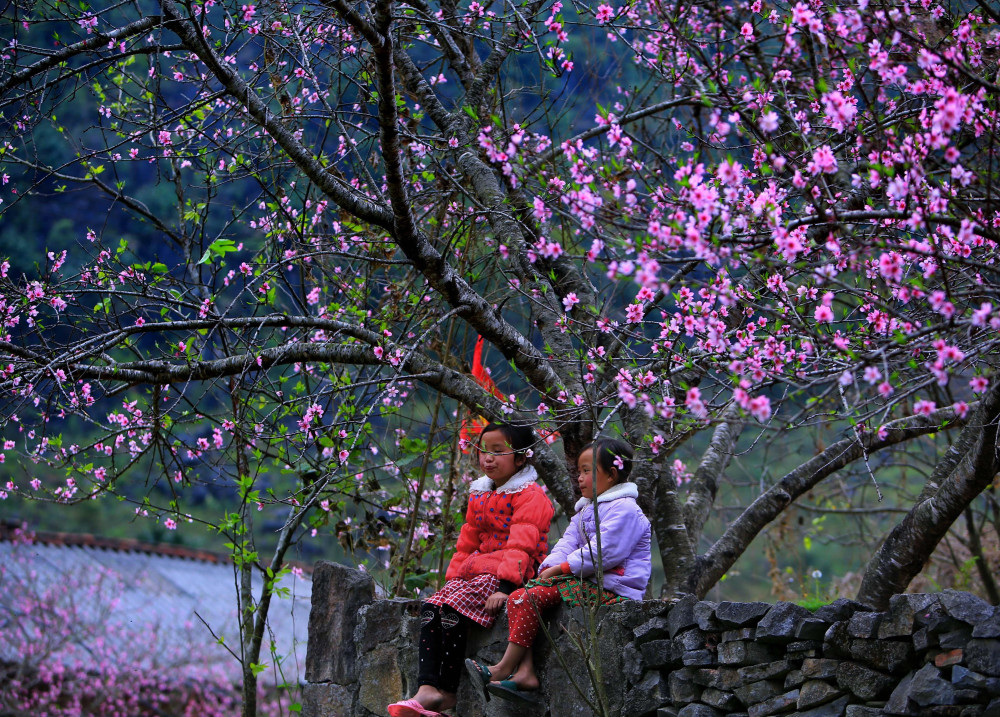 ghe tham ha giang ngam hoa dao no ro 7